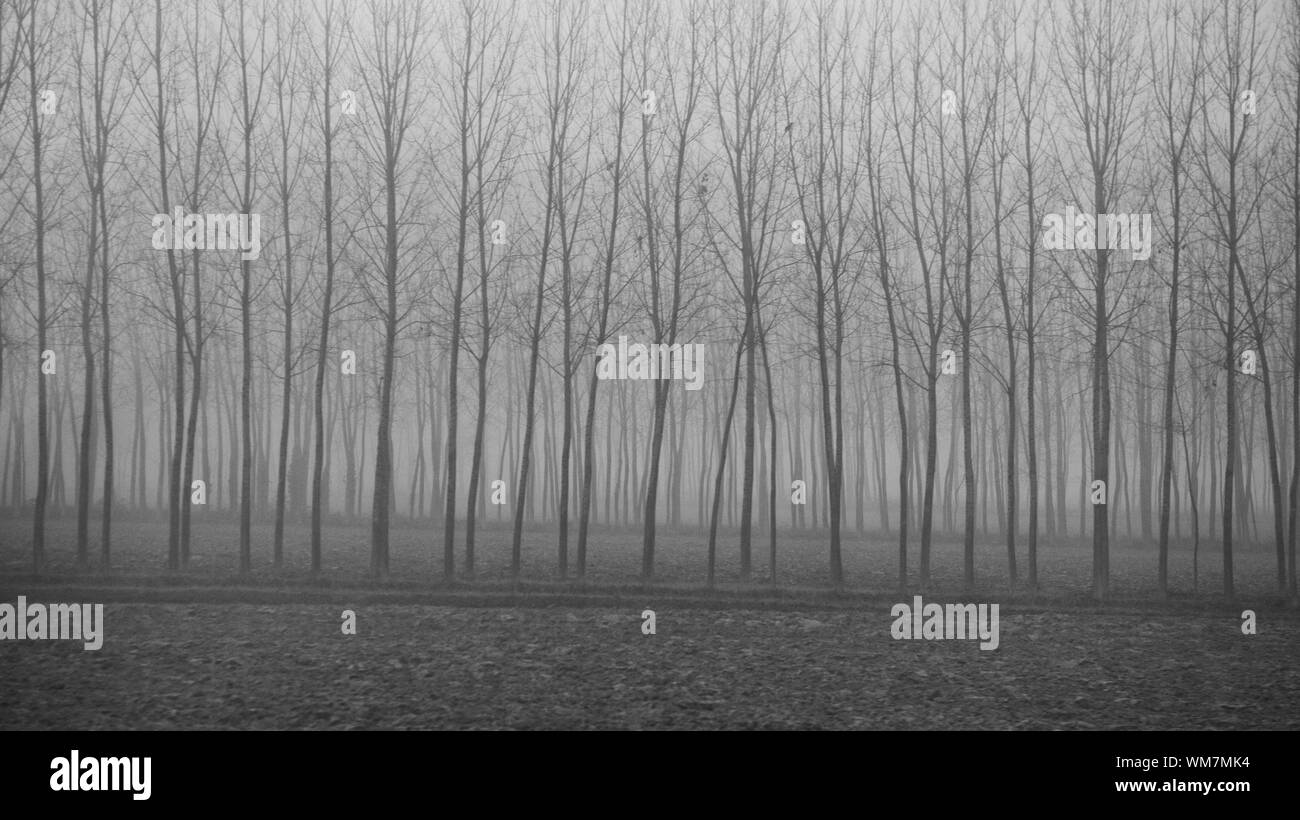 Una bellissima vista della sfrondato inverno alberi nella nebbia e la nebbia dalla finestra del treno sul percorso a Venezia, Italia Foto Stock