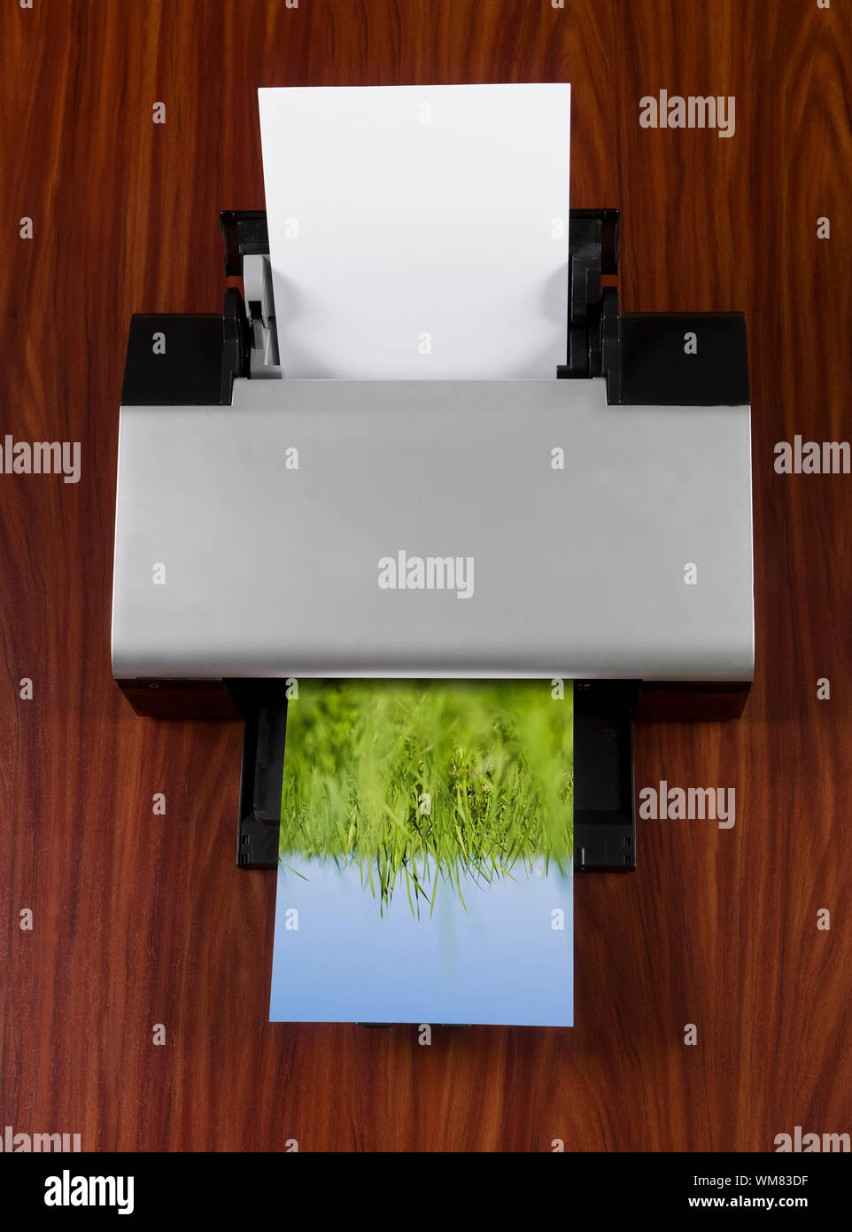 La stampante stampa un'immagine con erba verde verso il cielo blu Foto Stock