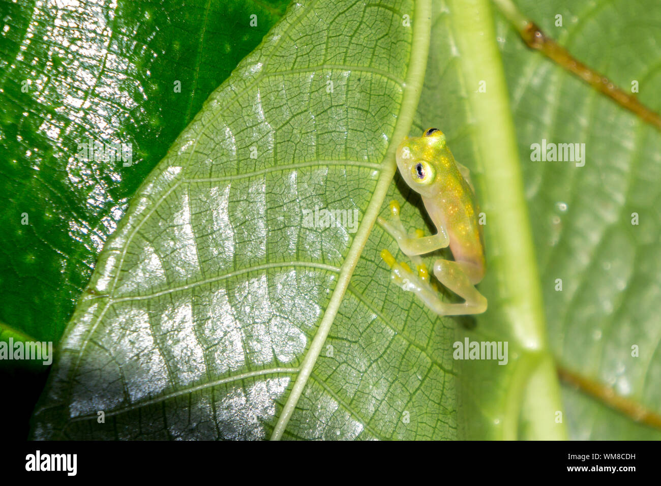 Reticolato rana di vetro su una foglia - fauna della Costa Rica Foto Stock