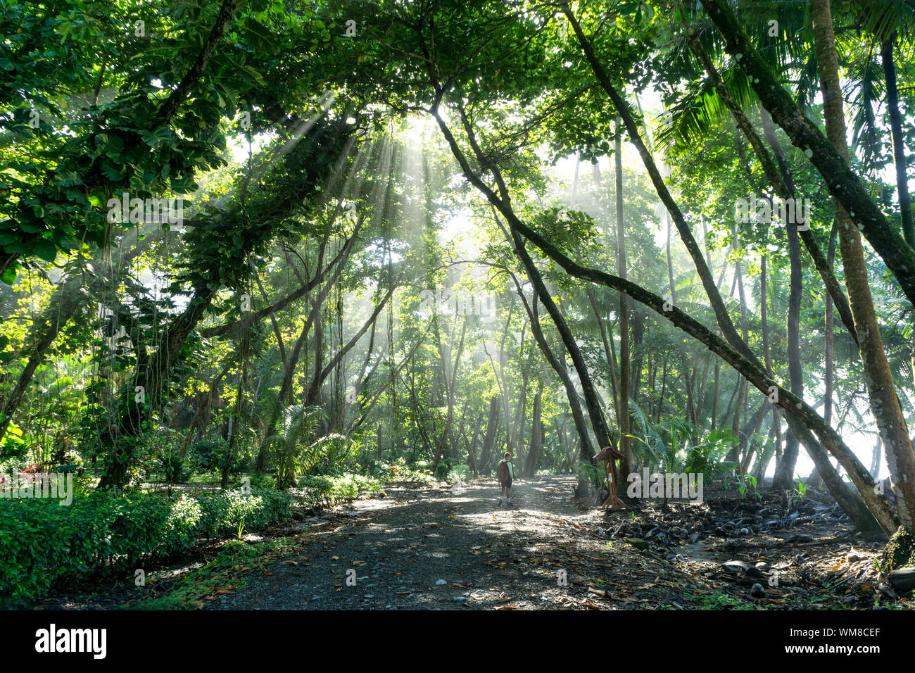 I fasci di luce brillare attraverso la foresta di pioggia su escursionista - Parco Nazionale di Corcovado, Costa Rica Foto Stock