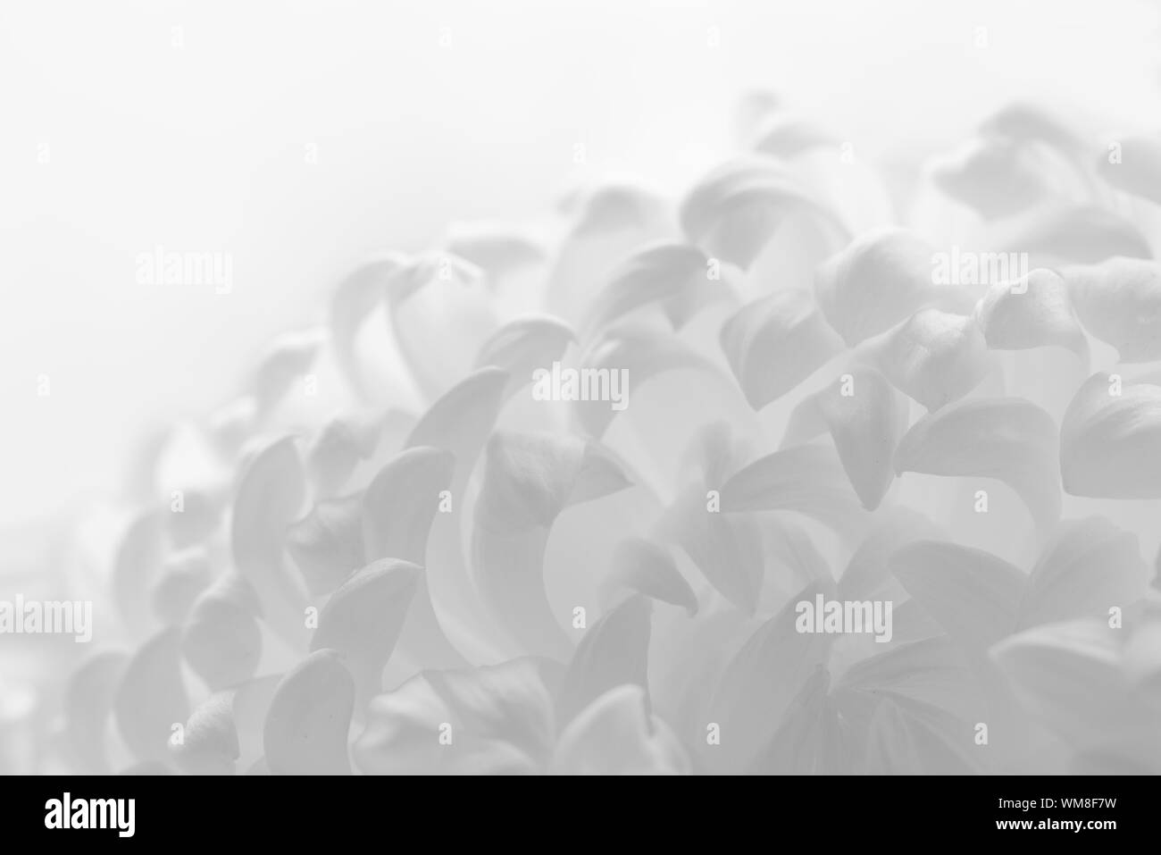 Chiudere l immagine della bella crisantemo rosa fiore su sfondo bianco Foto Stock