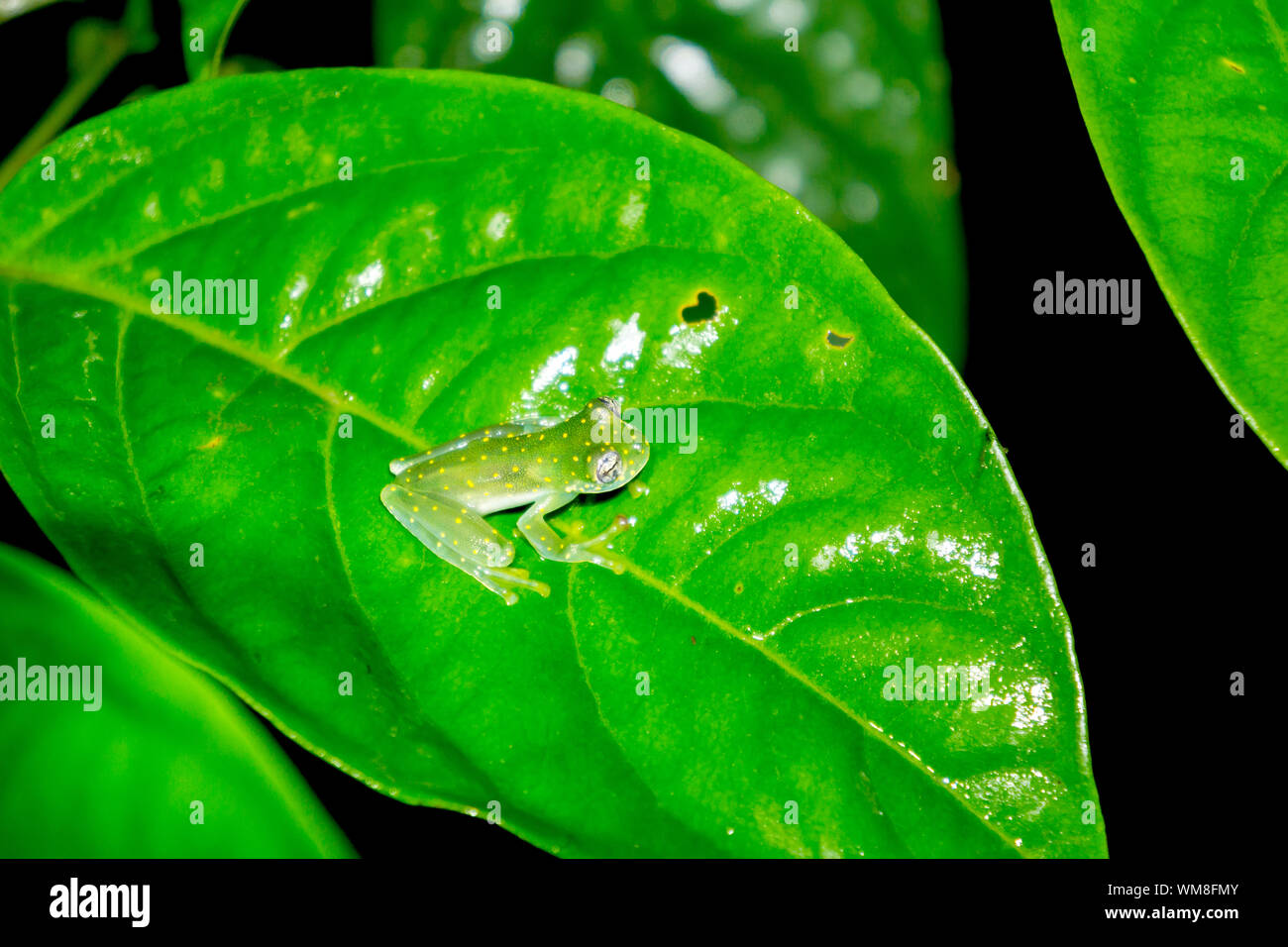 Il vetro macchiato Rana - Giallo Glassfrog chiazzata in Costa Rica Foto Stock