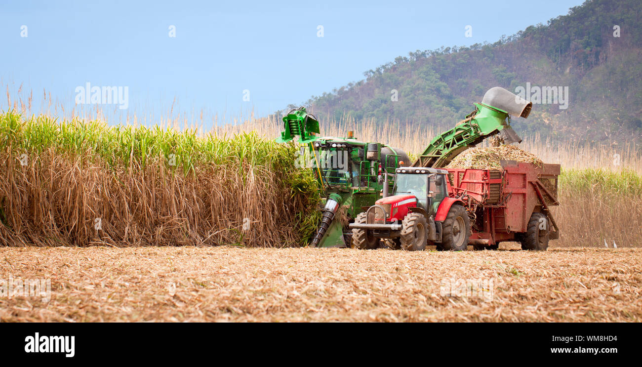 La canna da zucchero raccolto in Tropical Queensland, Australia Foto Stock