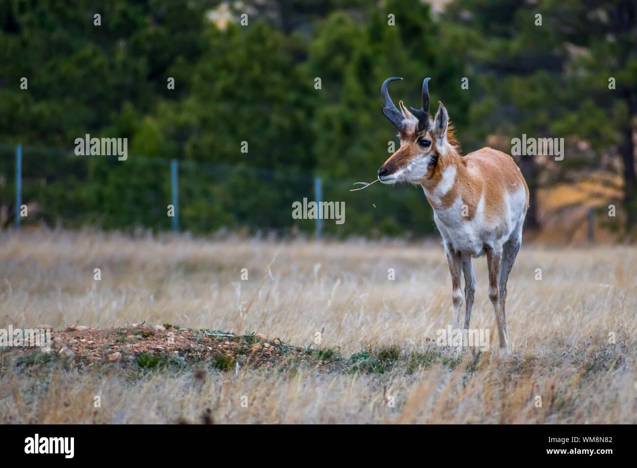 Pronghorn nel campo del parco nazionale della Grotta del Vento, il Dakota del Sud Foto Stock