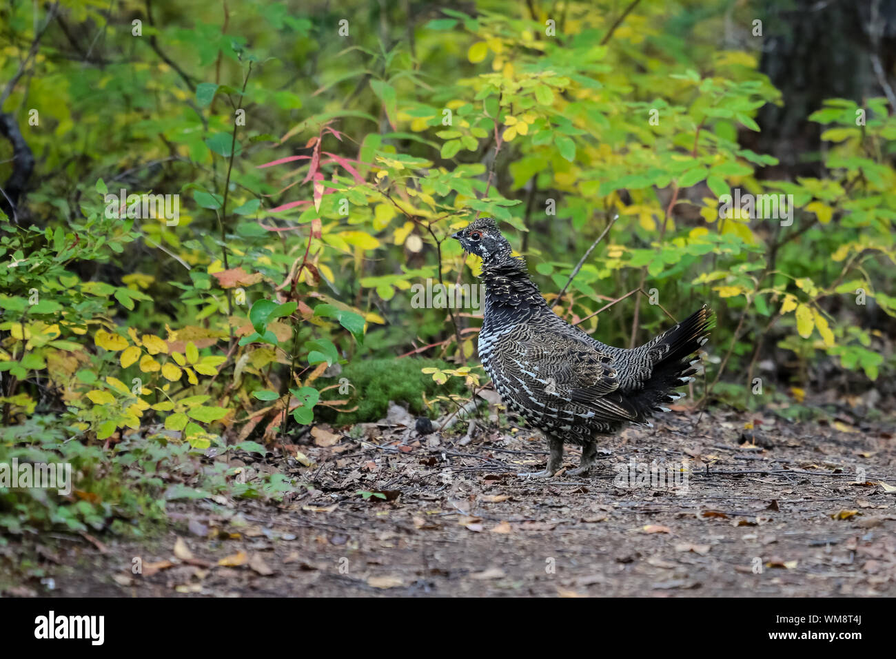 Close up di un abete Grouse nel sottobosco, X Lago Trail, Talkeetna, Alaska Foto Stock