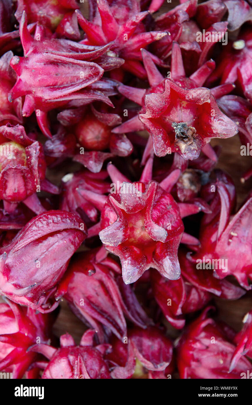 Freschi di fiori di Roselle Foto Stock