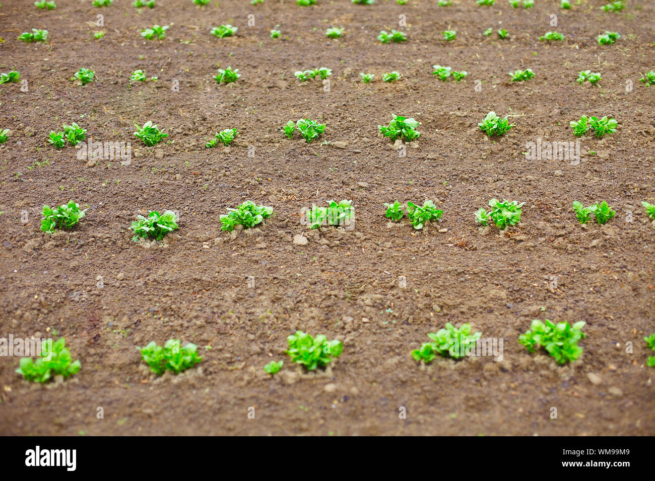 Giovani germogli di patata in primavera - dissodamento righe Foto Stock