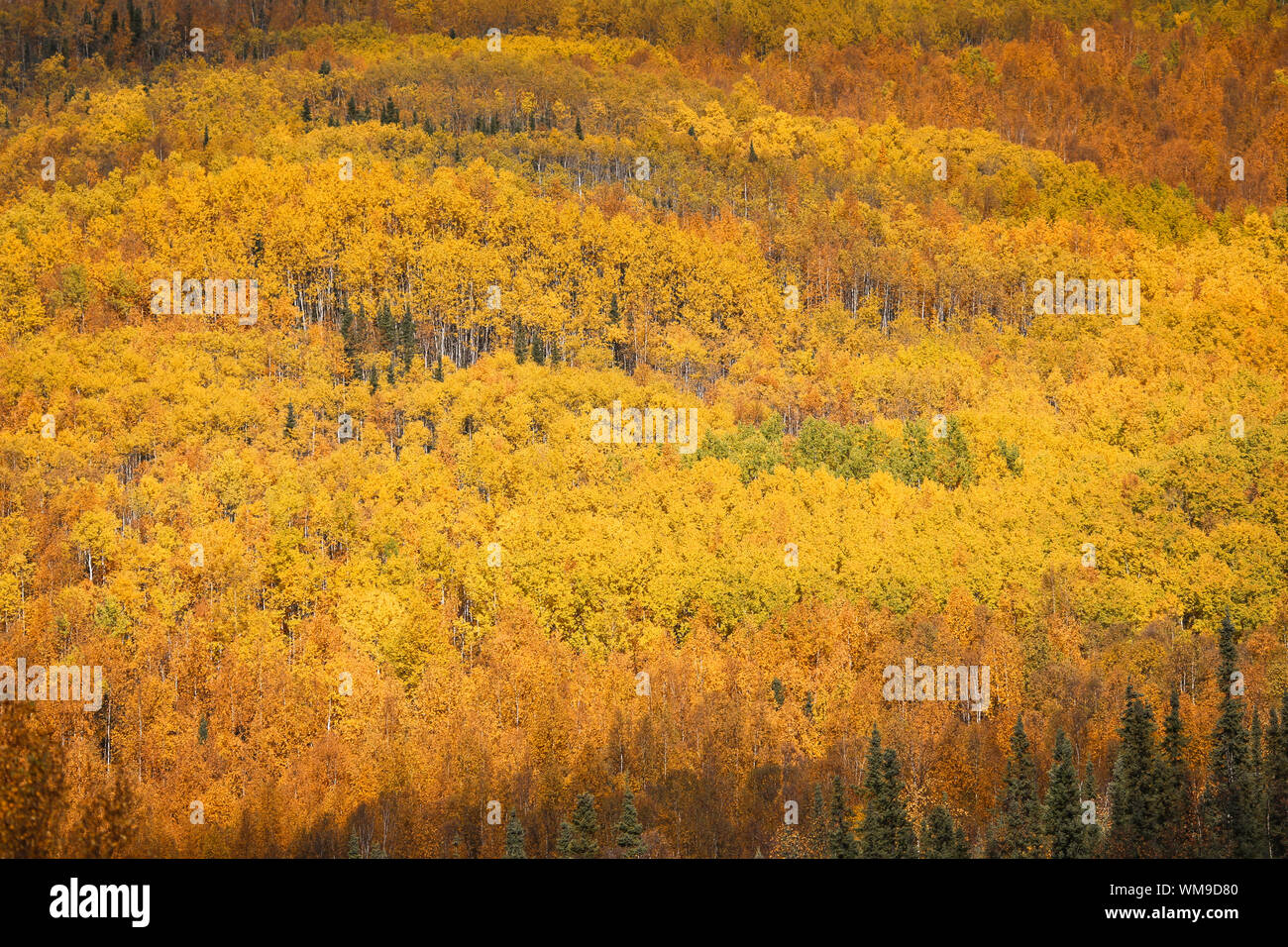 Caduta di boschi con bellissimi colori, Chena Hot Springs, Alaska Foto Stock