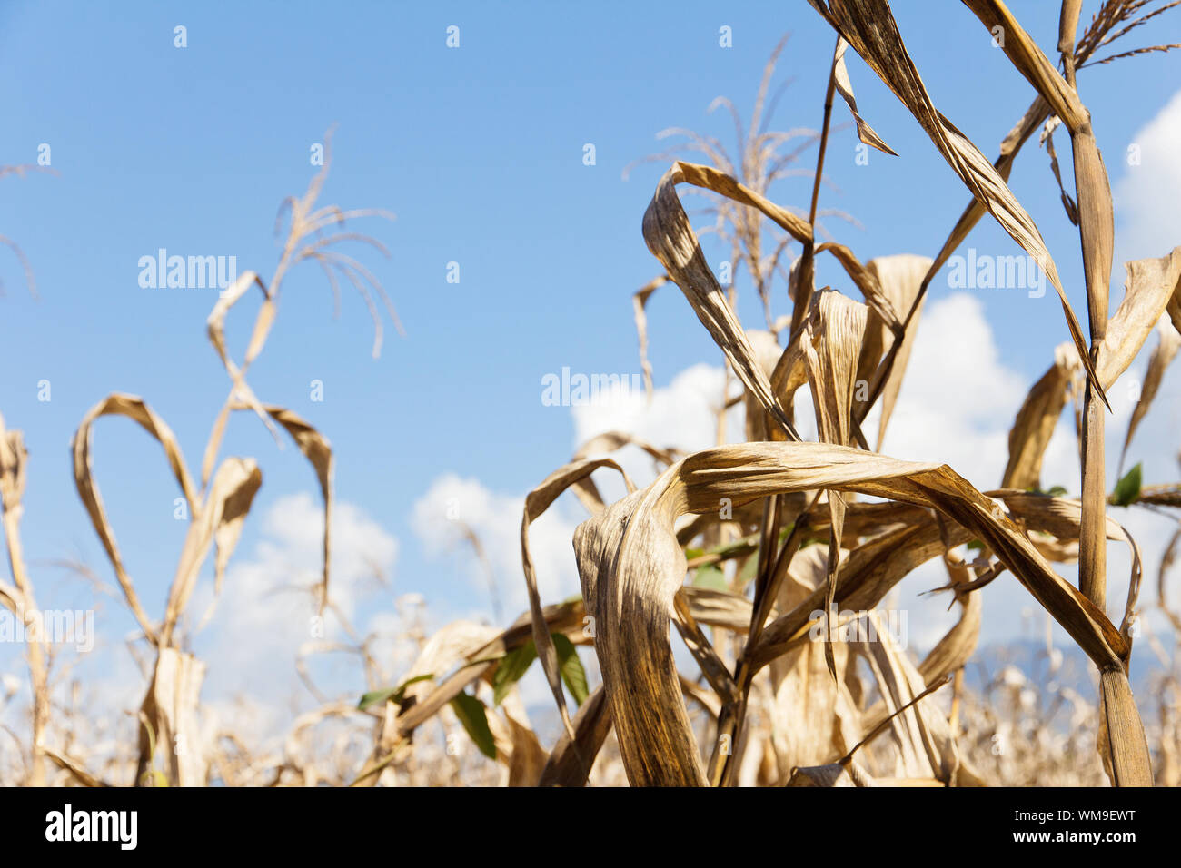 Siccità campo di mais Foto Stock