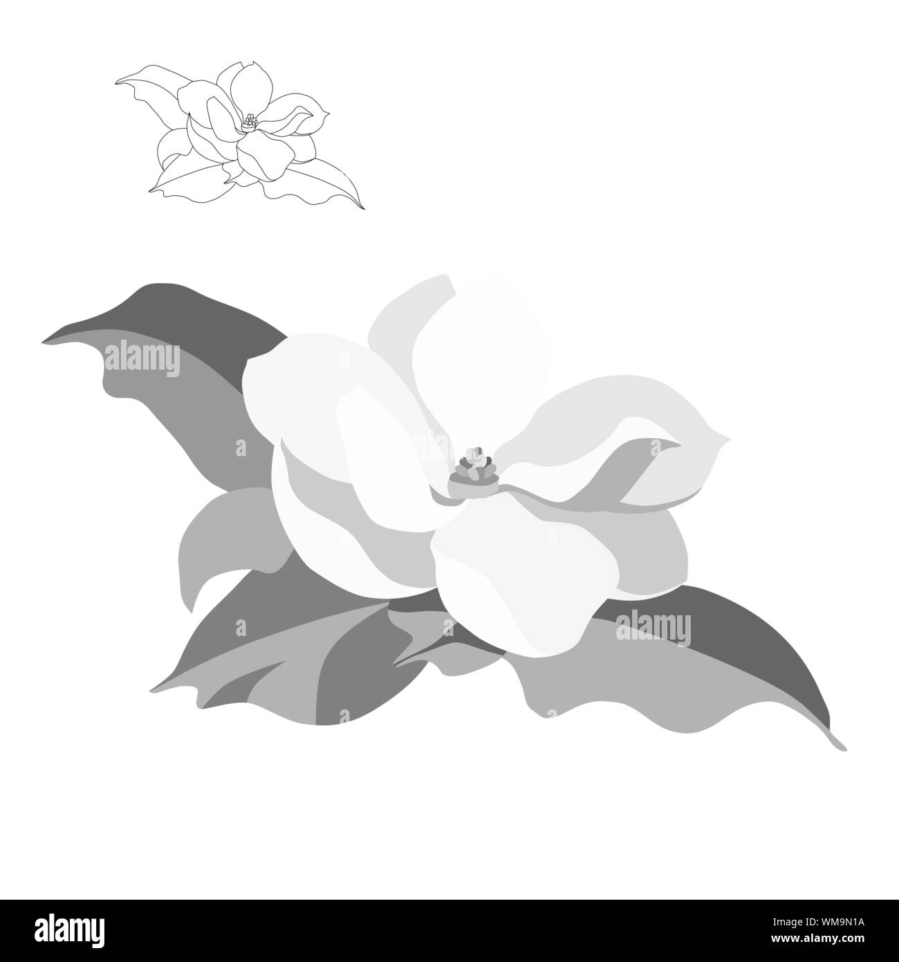 Magnolia-tree flower isolati su sfondo bianco. Silhouette di contorno di un ramo di fioritura. Illustrazione Vettoriale Illustrazione Vettoriale