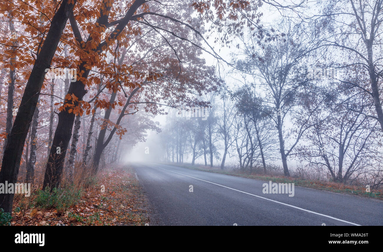 La nebbia strada d'autunno. Caduta di alberi di arancio e foglie rosse. La natura dello sfondo. Foto Stock