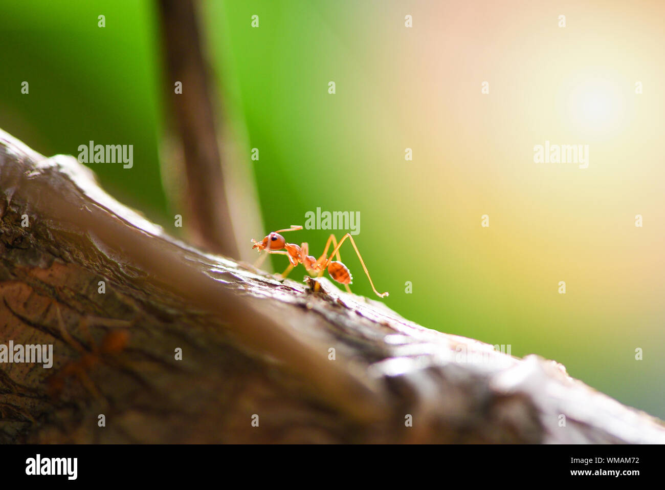 Azione Ant in piedi sul ramo di albero di mattina / Close up fire ant a piedi di ripresa macro di insetto in natura red ant è molto piccolo fuoco selettivo e gratuito Foto Stock