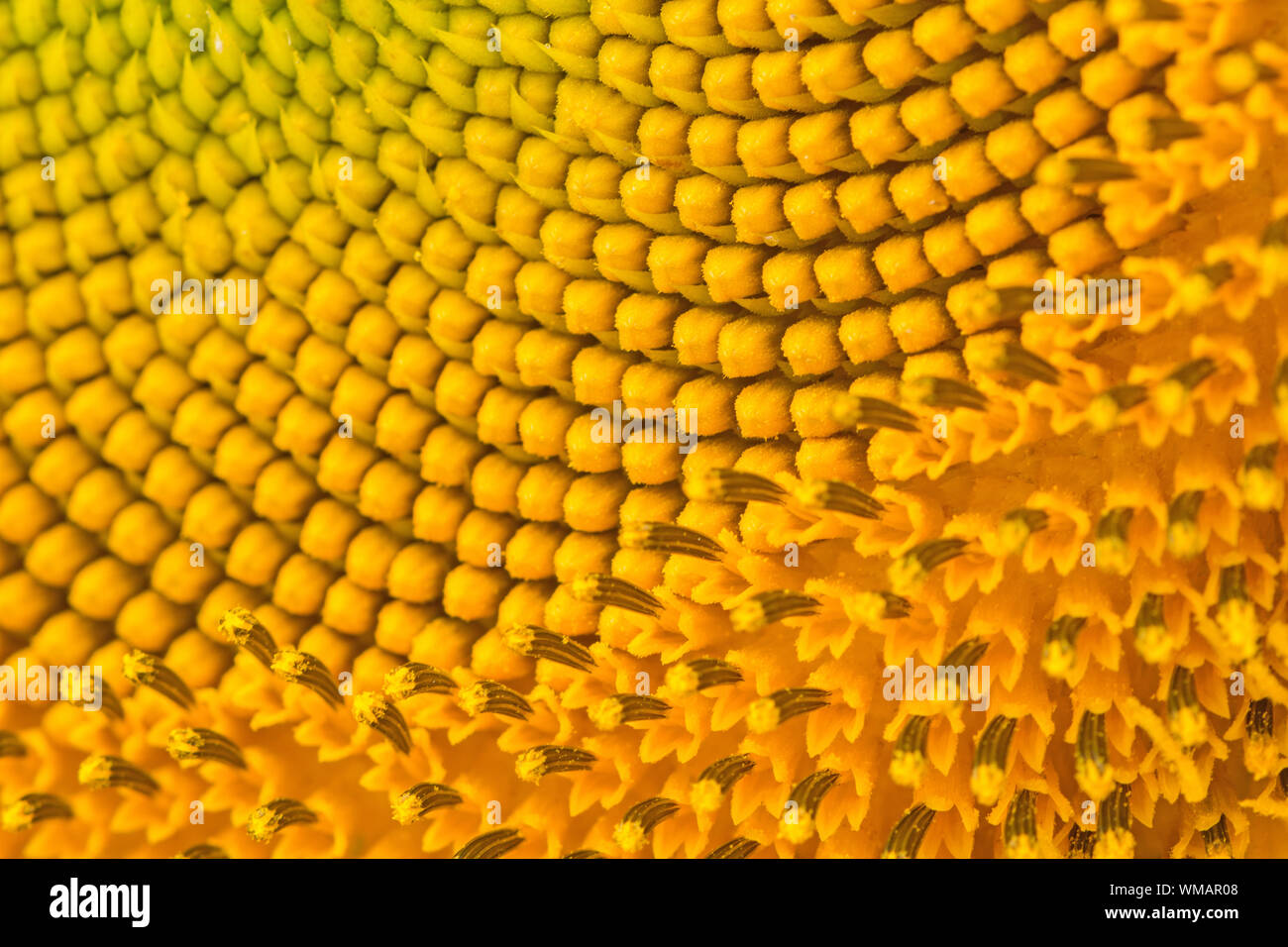 Giallo texture astratta sullo sfondo di un petalo di girasole closeup Foto Stock