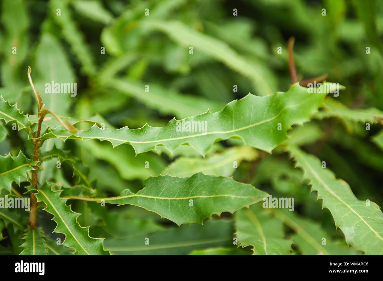 Struttura di Macadamia nel vivaio a noci macadamia agriturismo agricoltura Foto Stock