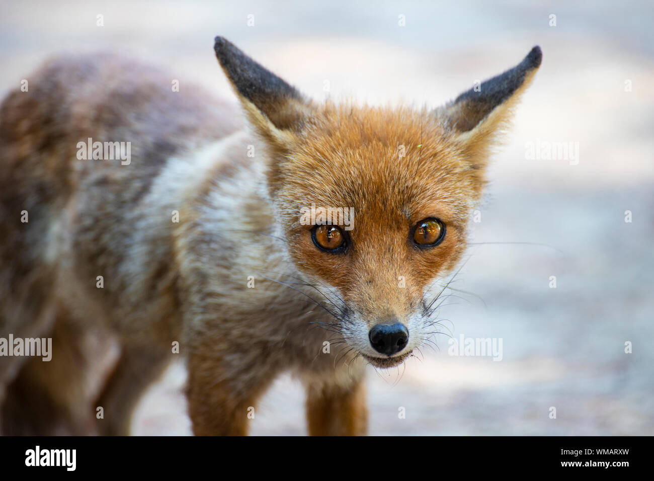 Rosso giovane volpe (vulpes vulpes) guardando il ritratto della fotocamera. Marina di Alberese Spiaggia, Parco dell'Uccellina, Toscana, Italia. Foto Stock