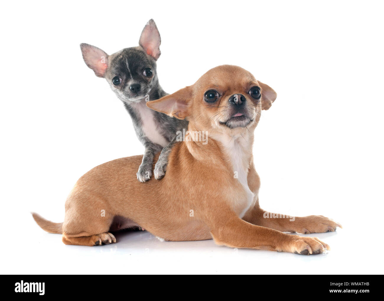 Adulto e cucciolo chihuahua davanti a uno sfondo bianco Foto Stock