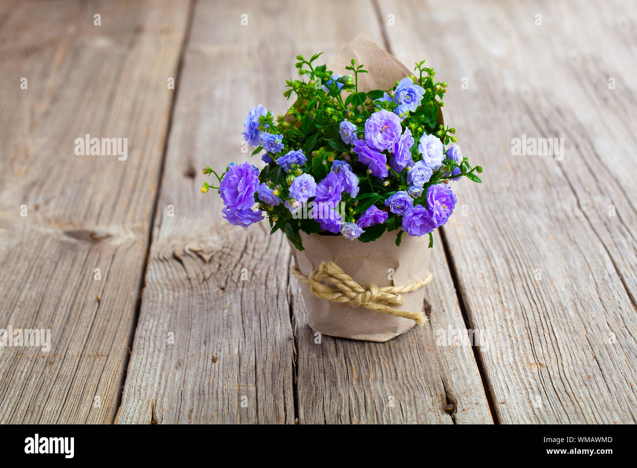 Blue Campanula terry fiori in imballaggi di carta, su sfondo di legno Foto Stock