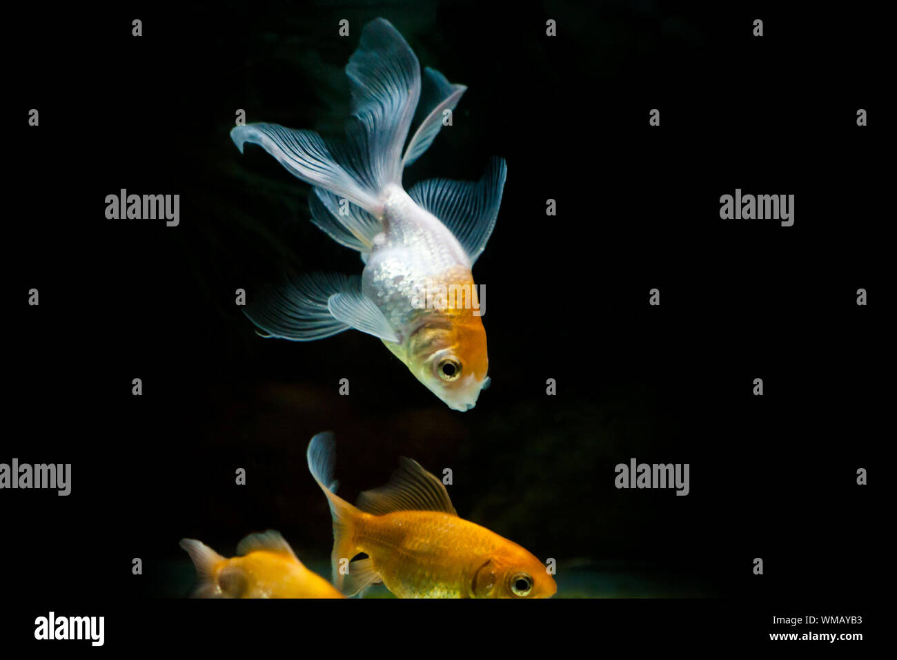 Pesce nuotare in acquario Foto Stock