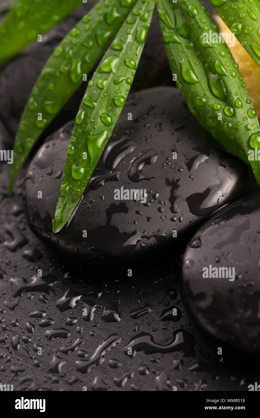 Foglia verde sulla pietra spa su bagnato la superficie nera Foto Stock