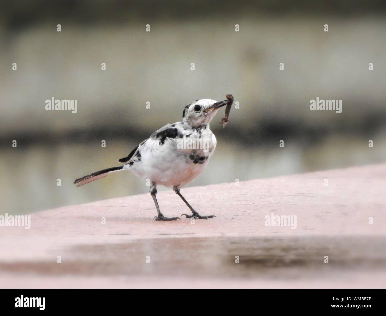 Bird con la vite senza fine a becco Foto Stock