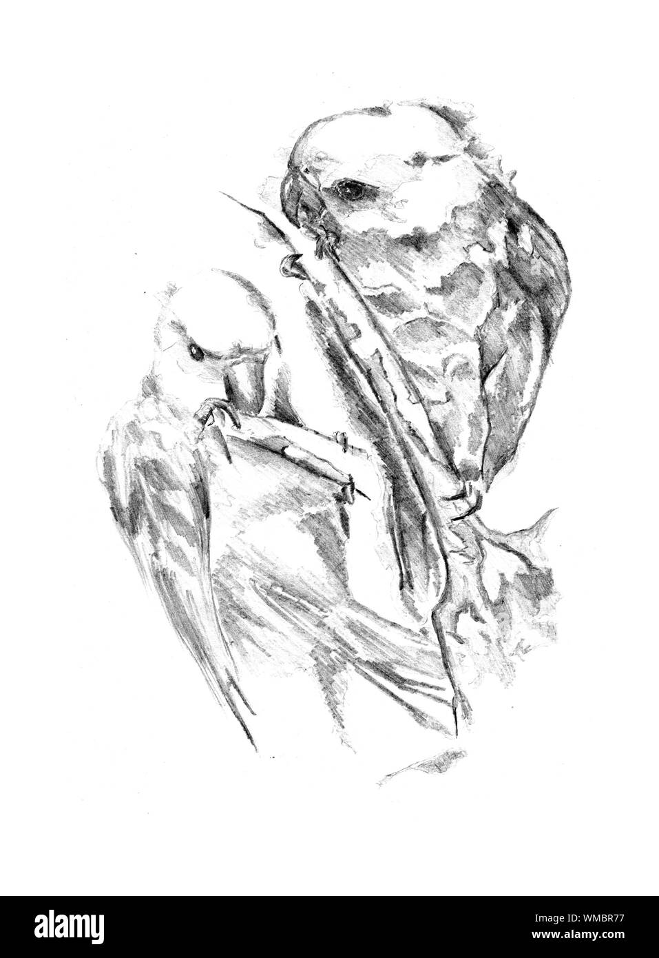 Pappagalli arte disegno illustrativo Foto Stock