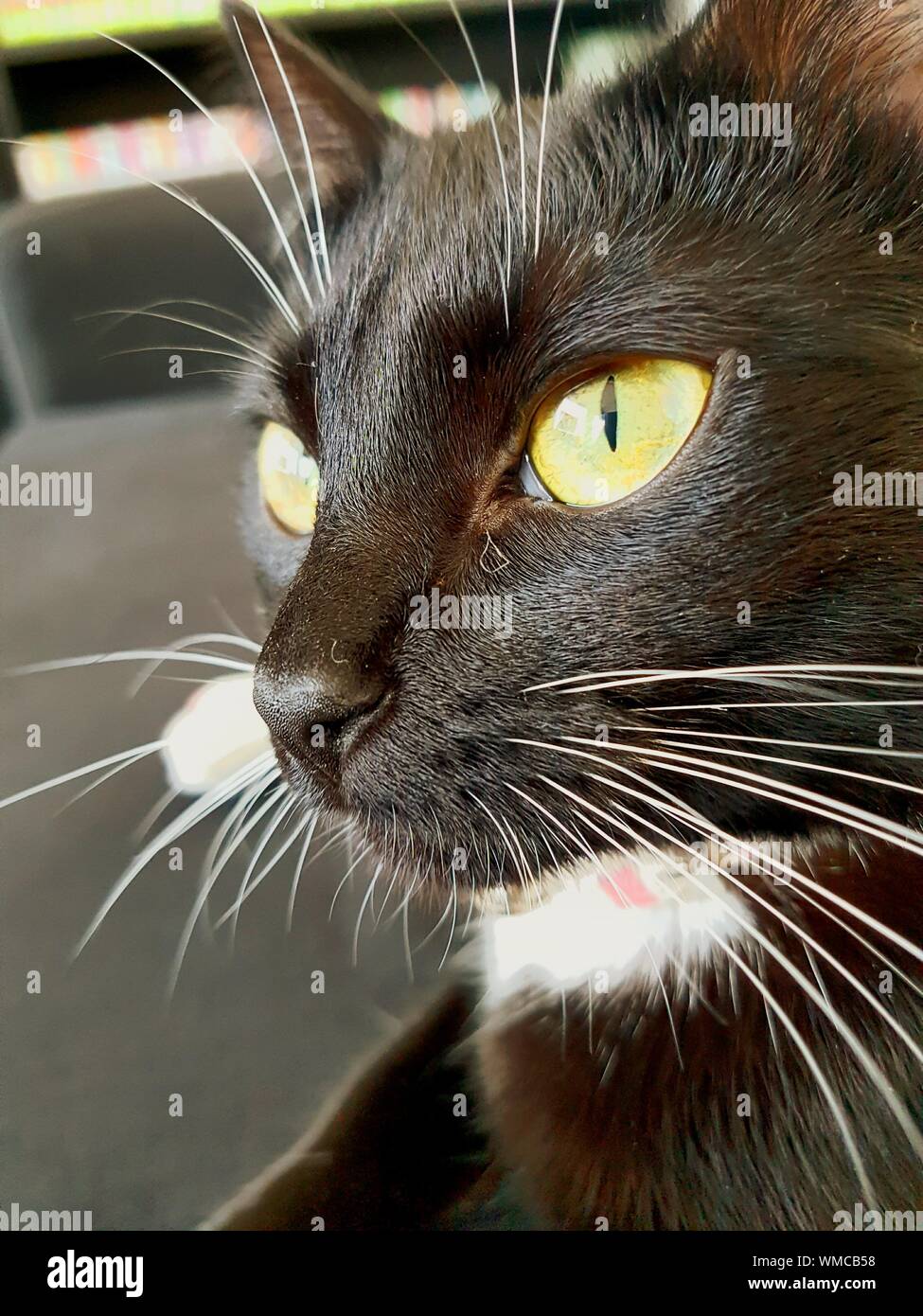 Close-up di Gatto con gli occhi gialli Foto Stock