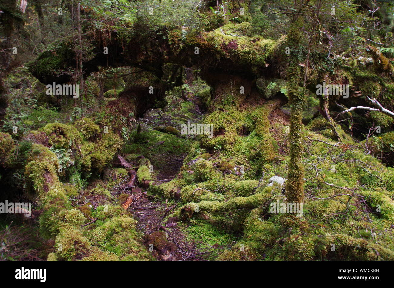 Te Araroa Trail. Longwood foresta. Southland. Isola del Sud. Nuova Zelanda Foto Stock