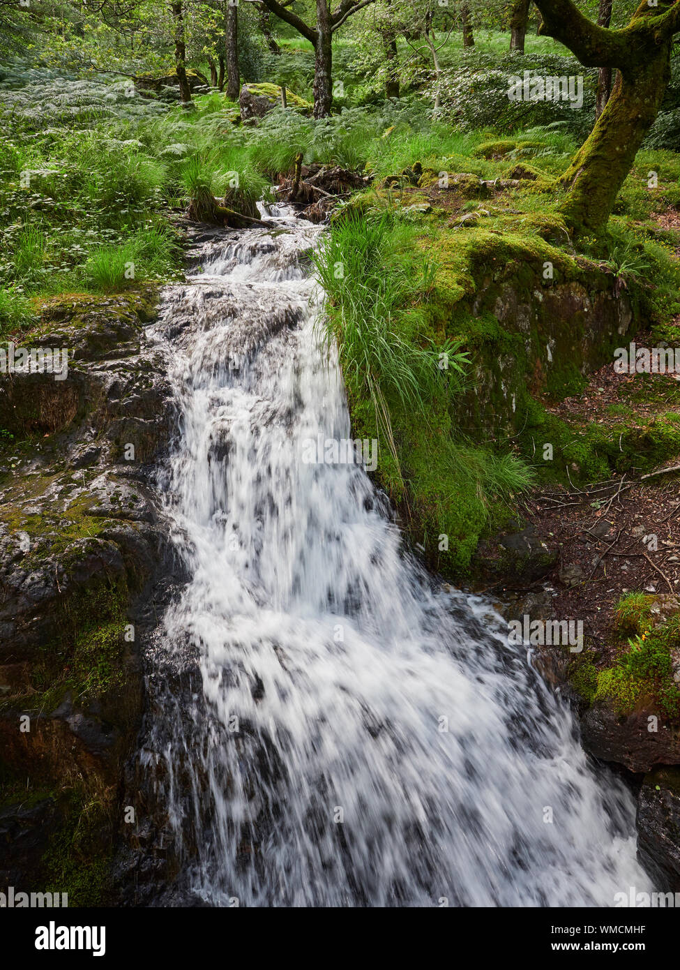 Un primo piano di un piccolo che scorre veloce flusso attraverso un bosco verde pavimento in Galles durante l'Estate, Wales, Regno Unito Foto Stock