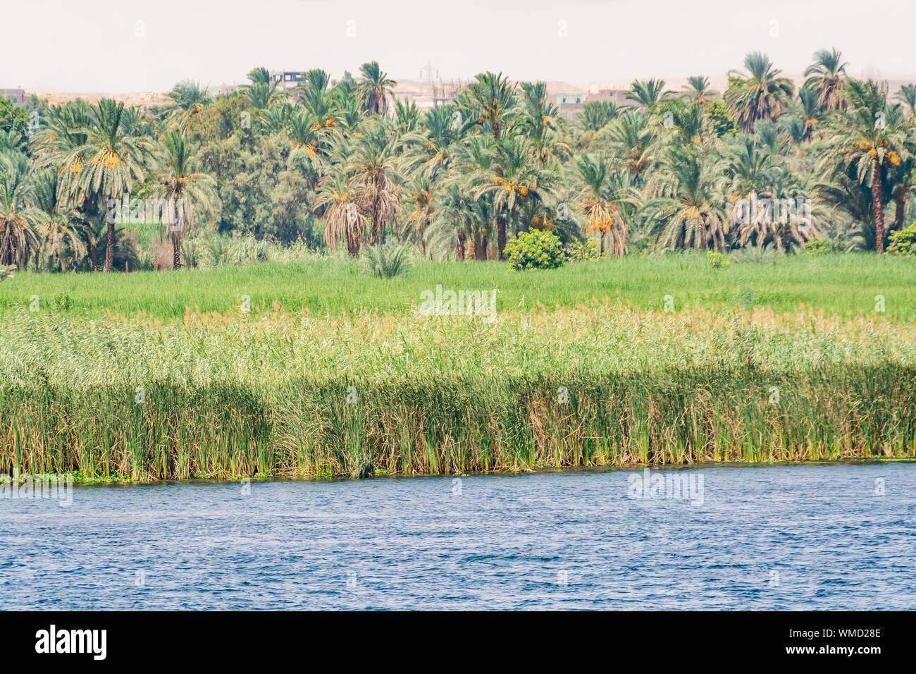 Banca del fiume Nilo visto durante la crociera turistica, Egitto Foto Stock