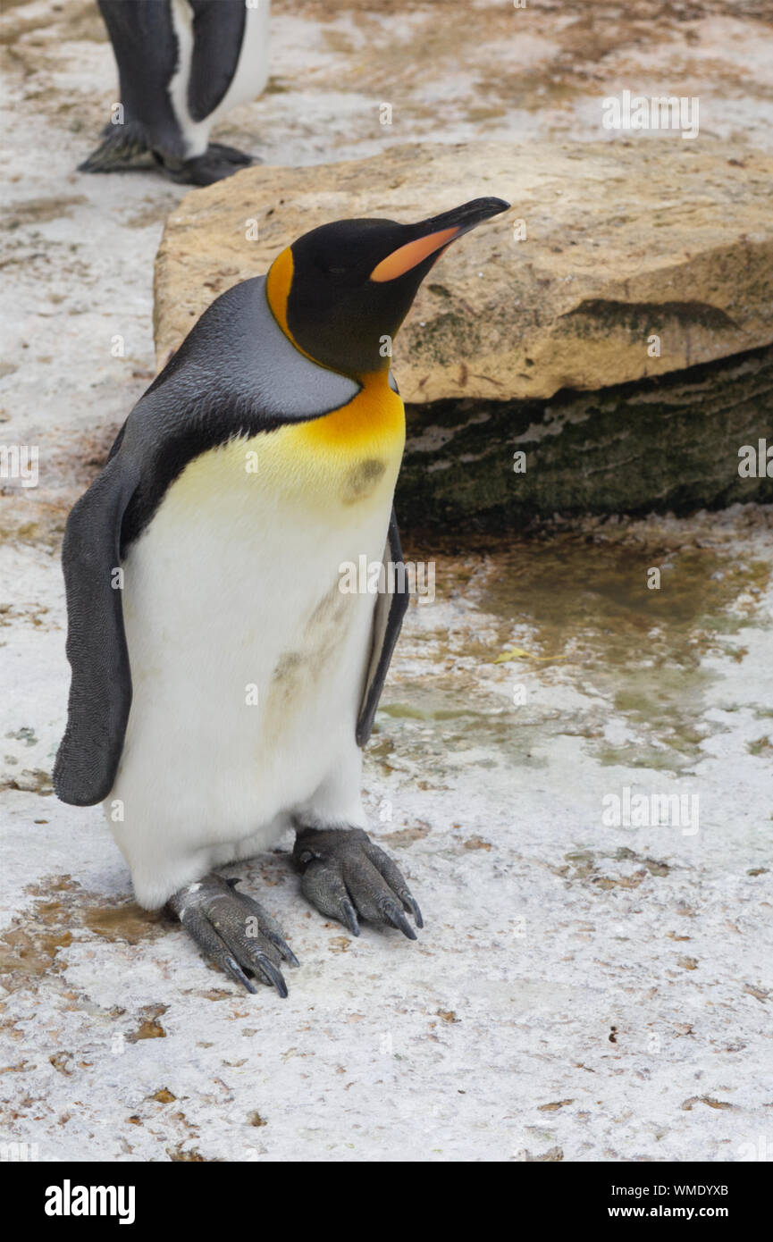 Pinguino reale in cattività Foto Stock