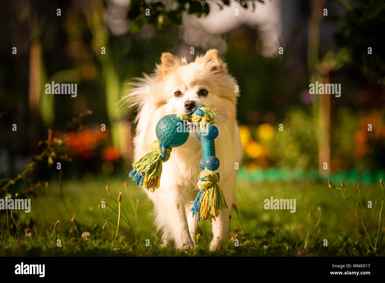 Bellissimo cane bianco - Pomerania Spitz tedesco klein fetch di un giocattolo che corre verso la telecamera Foto Stock