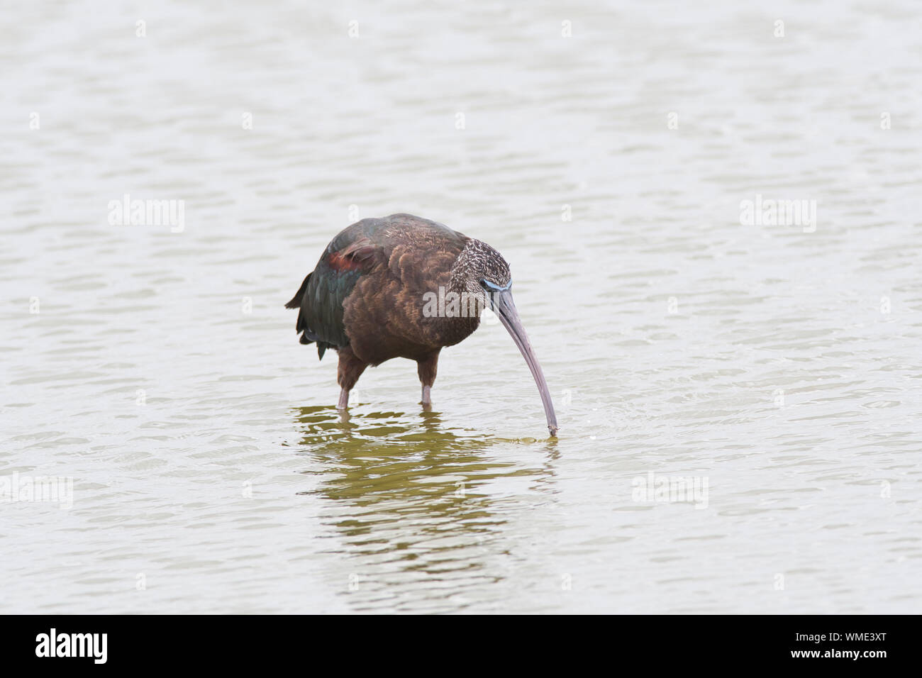 Ibis lucido (Plegadis falcinellus) rovistando in acqua poco profonda Foto Stock