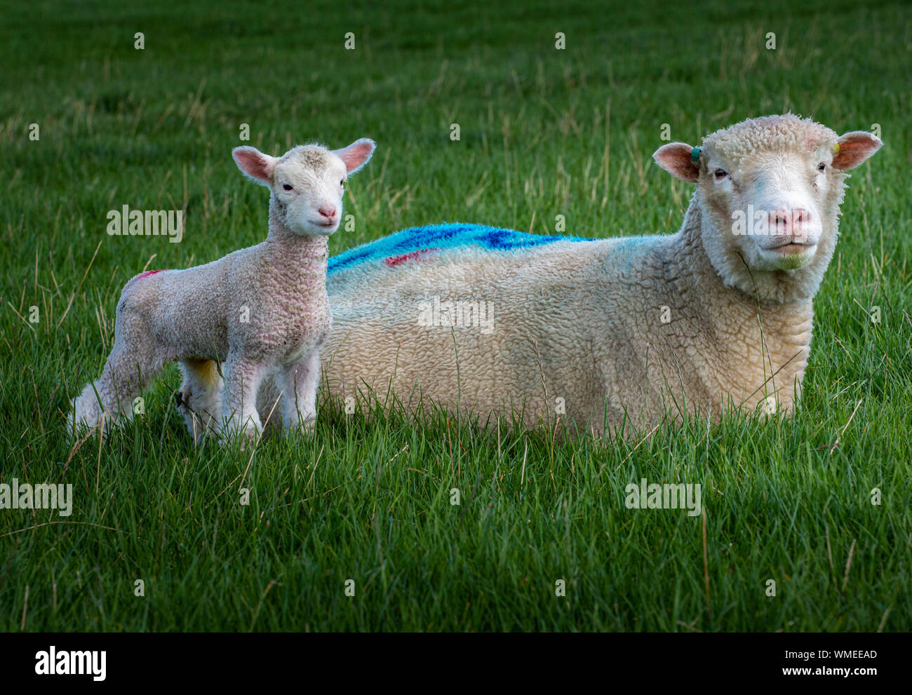 Peak District, Derbyshire, Inghilterra, Regno Unito. Una pecora Dorset con il suo agnello giovane di tre giorni in un campo di erba Foto Stock