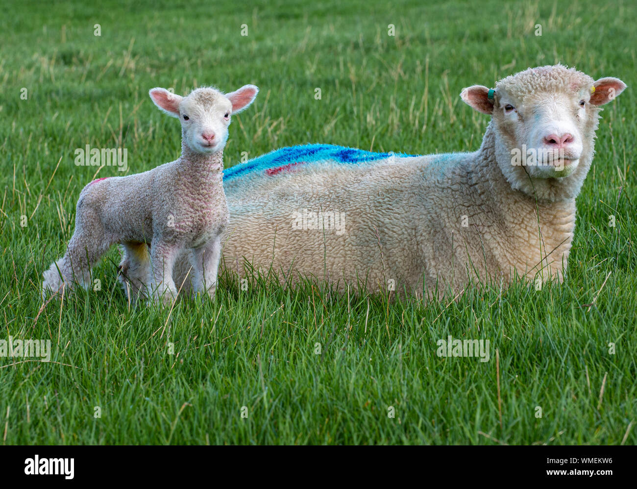 Peak District, Derbyshire, Inghilterra, Regno Unito. Una pecora Dorset con il suo agnello giovane di tre giorni in un campo di erba Foto Stock