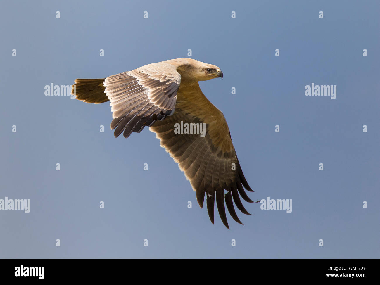 Bruno Eagle (Aquila rapax) in volo, Ndutu, Ngorongoro Conservation Area, southern Serengeti, Tanzania. Foto Stock