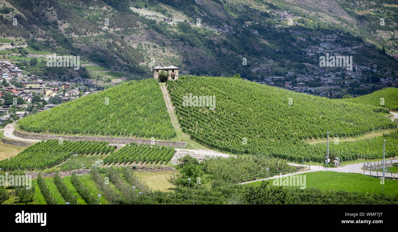 Vigneti vicino a Saint-Pierre, Valle d'Aosta, Italia. Foto Stock