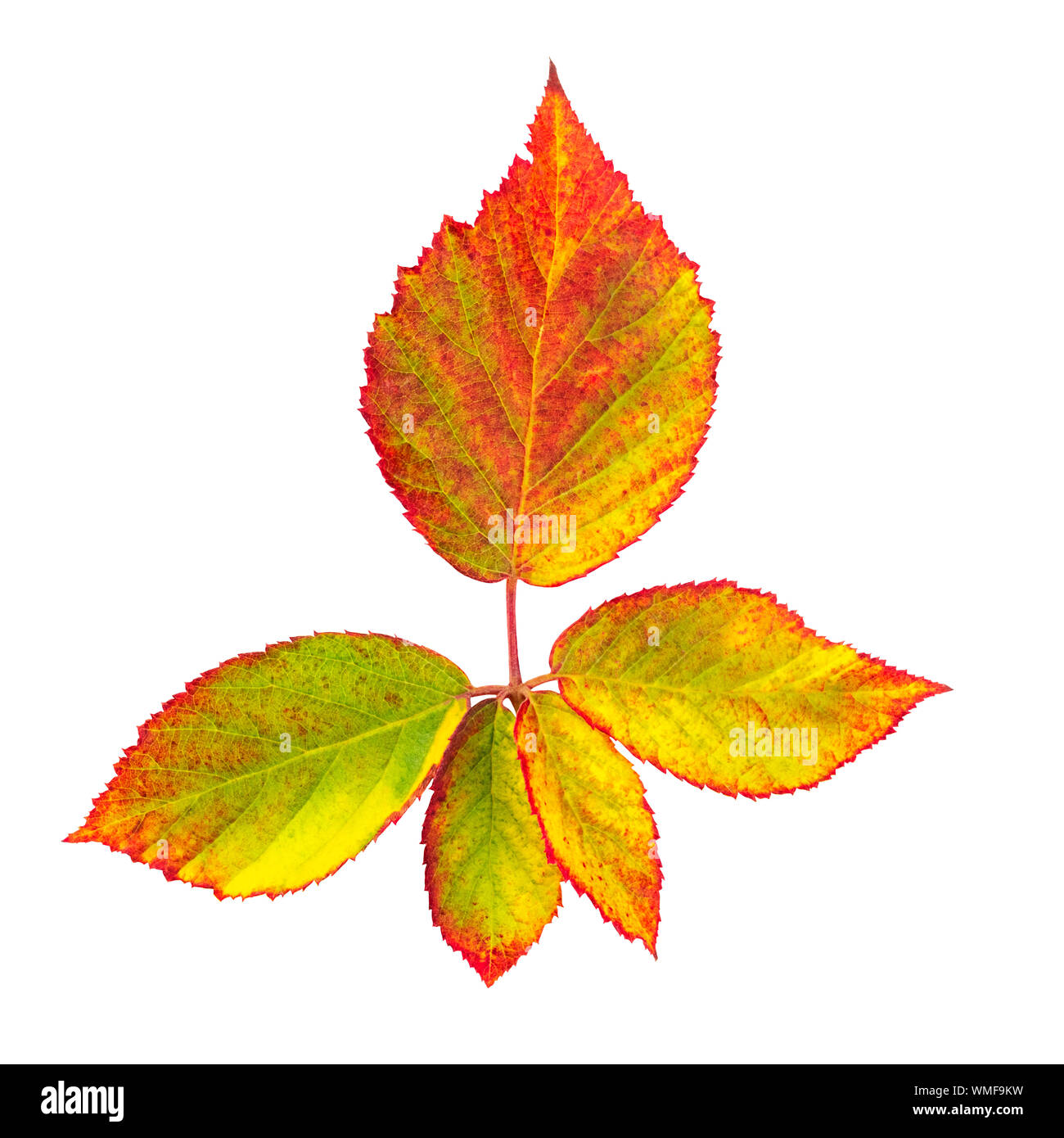 Foglie di autunno branch, isolato su bianco con un tracciato di ritaglio Foto Stock