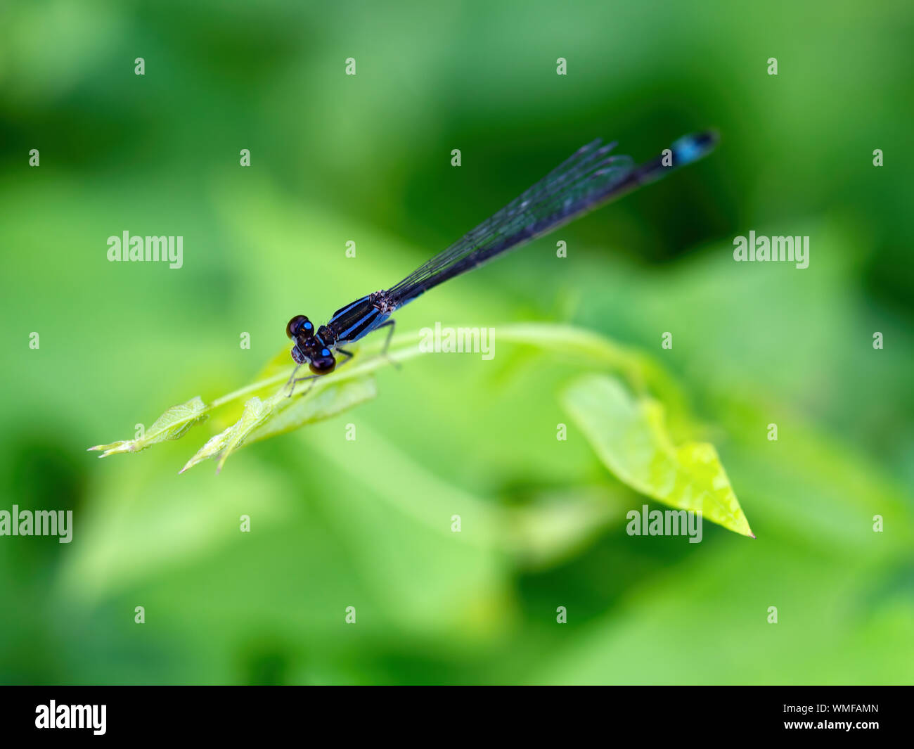 Blu-tailed o comune damselfly Bluetail, Ischnura elegans, vista dorsale. Foto Stock