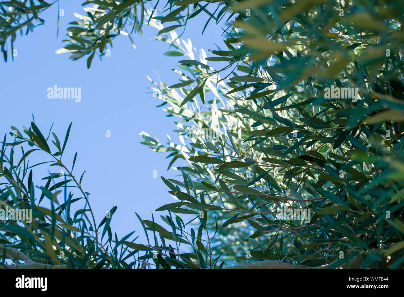 Frondosi rami di ulivo contro il summer blue sky. Foto Stock