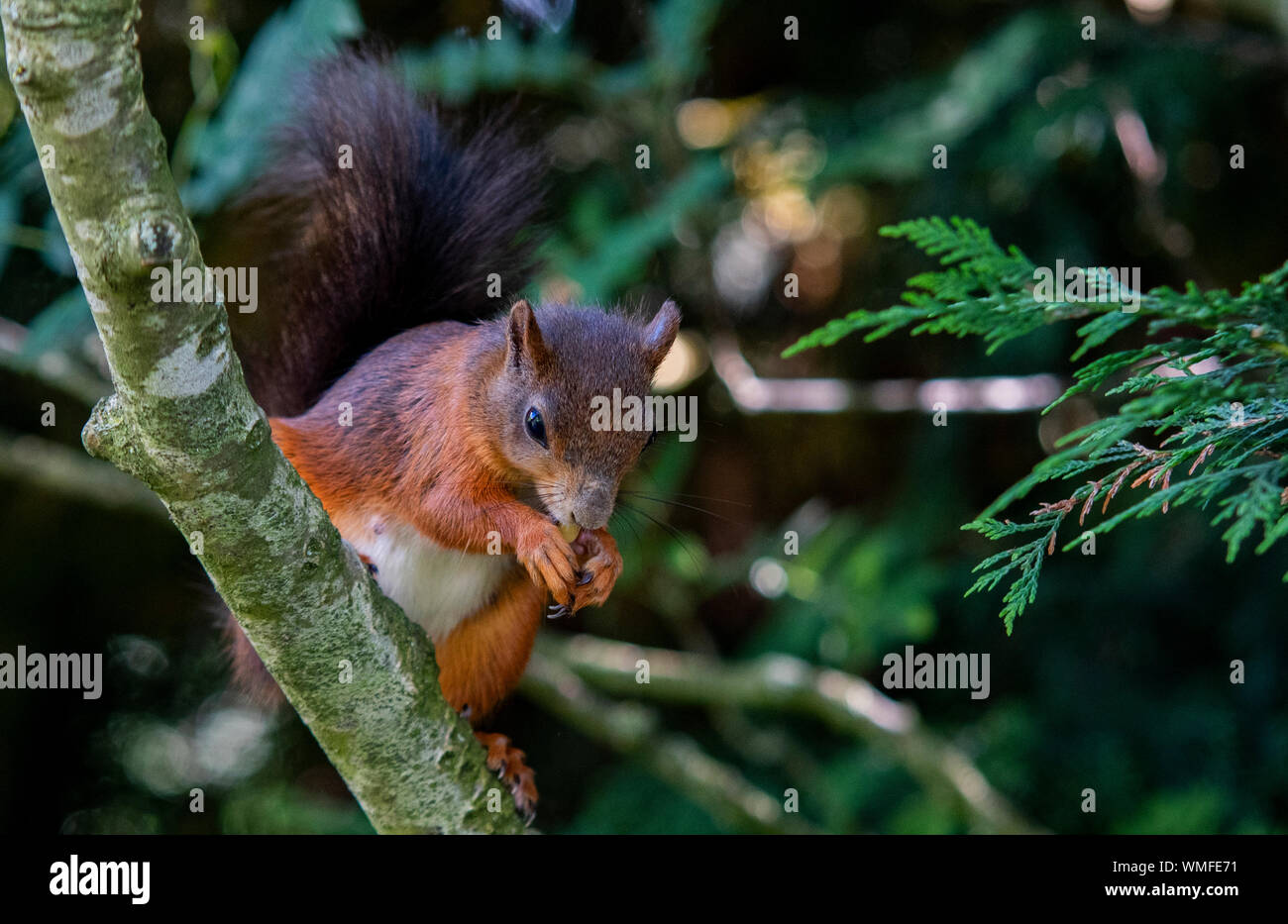 Wild scoiattolo rosso giocando in alberi cercando per i dadi Foto Stock
