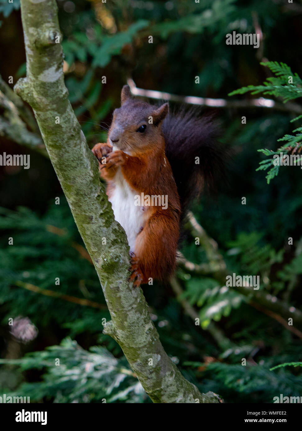 Wild scoiattolo rosso giocando in alberi cercando per i dadi Foto Stock