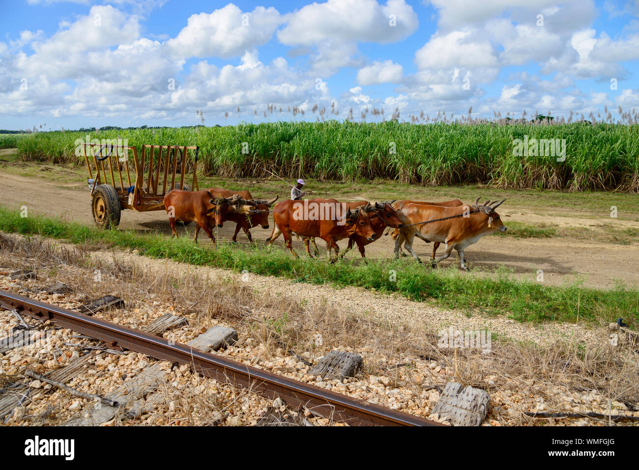 Ox cart, canna da zucchero, la canna da zucchero raccolto, Repubblica Dominicana, Caraibi, America Foto Stock