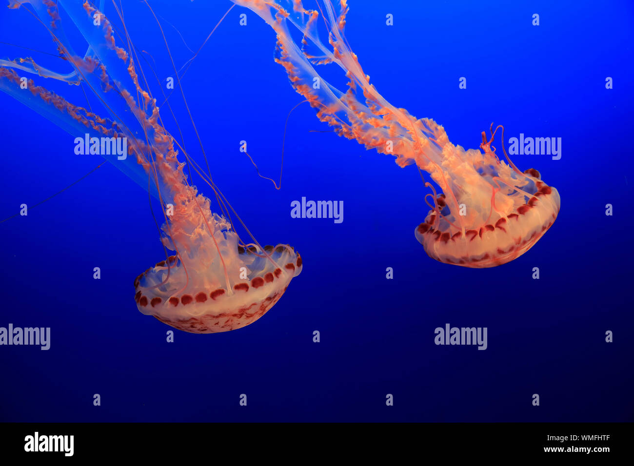 A strisce Viola Jelly, Monterey, California, Nord America, Stati Uniti, (Chrysaora colorata) Foto Stock