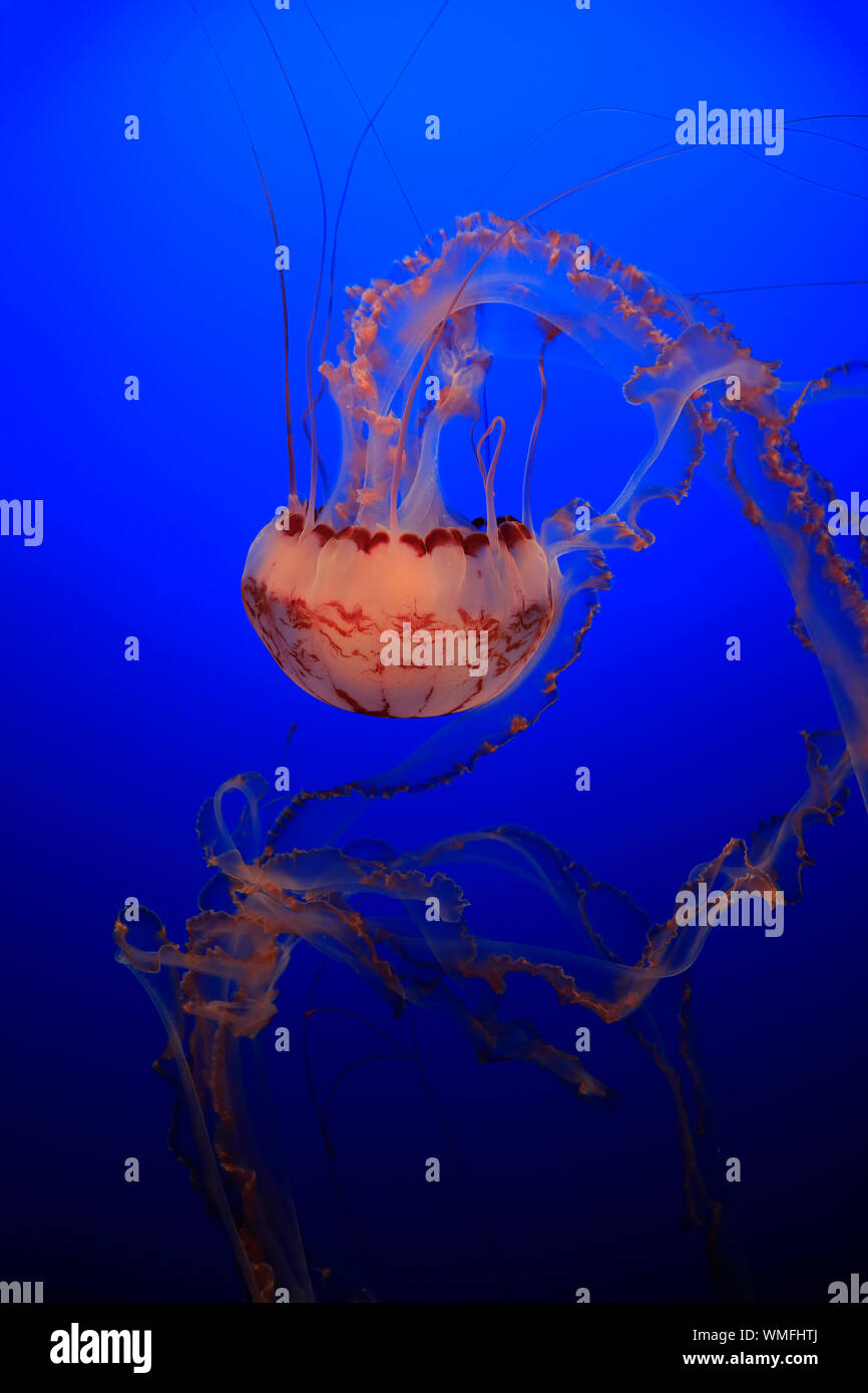 A strisce Viola Jelly, Monterey, California, Nord America, Stati Uniti, (Chrysaora colorata) Foto Stock