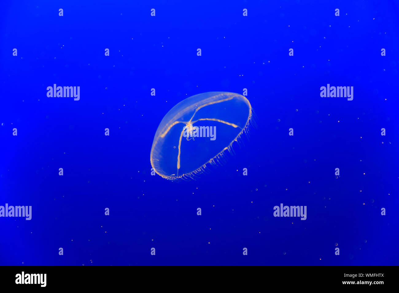 Croce Jelly, Monterey, California, Nord America, Stati Uniti, (Mitrocoma cellularia) Foto Stock