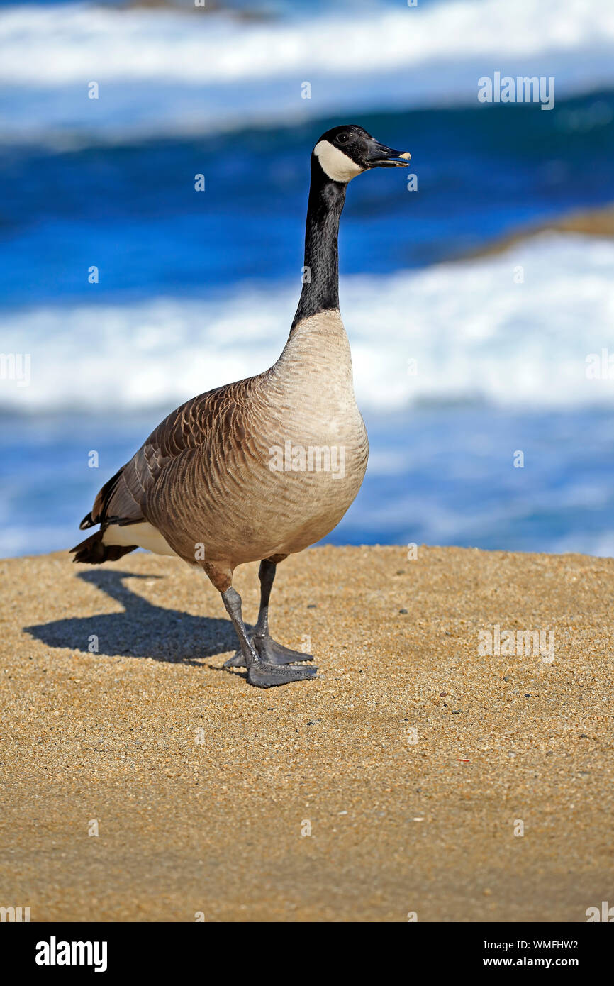 Canada Goose, adulto, Monterey, California, Nord America, Stati Uniti, (Branta canadensis) Foto Stock