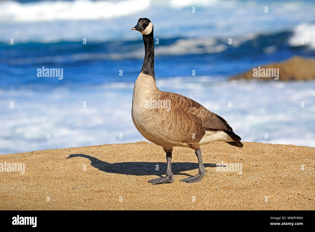 Canada Goose, adulto, Monterey, California, Nord America, Stati Uniti, (Branta canadensis) Foto Stock