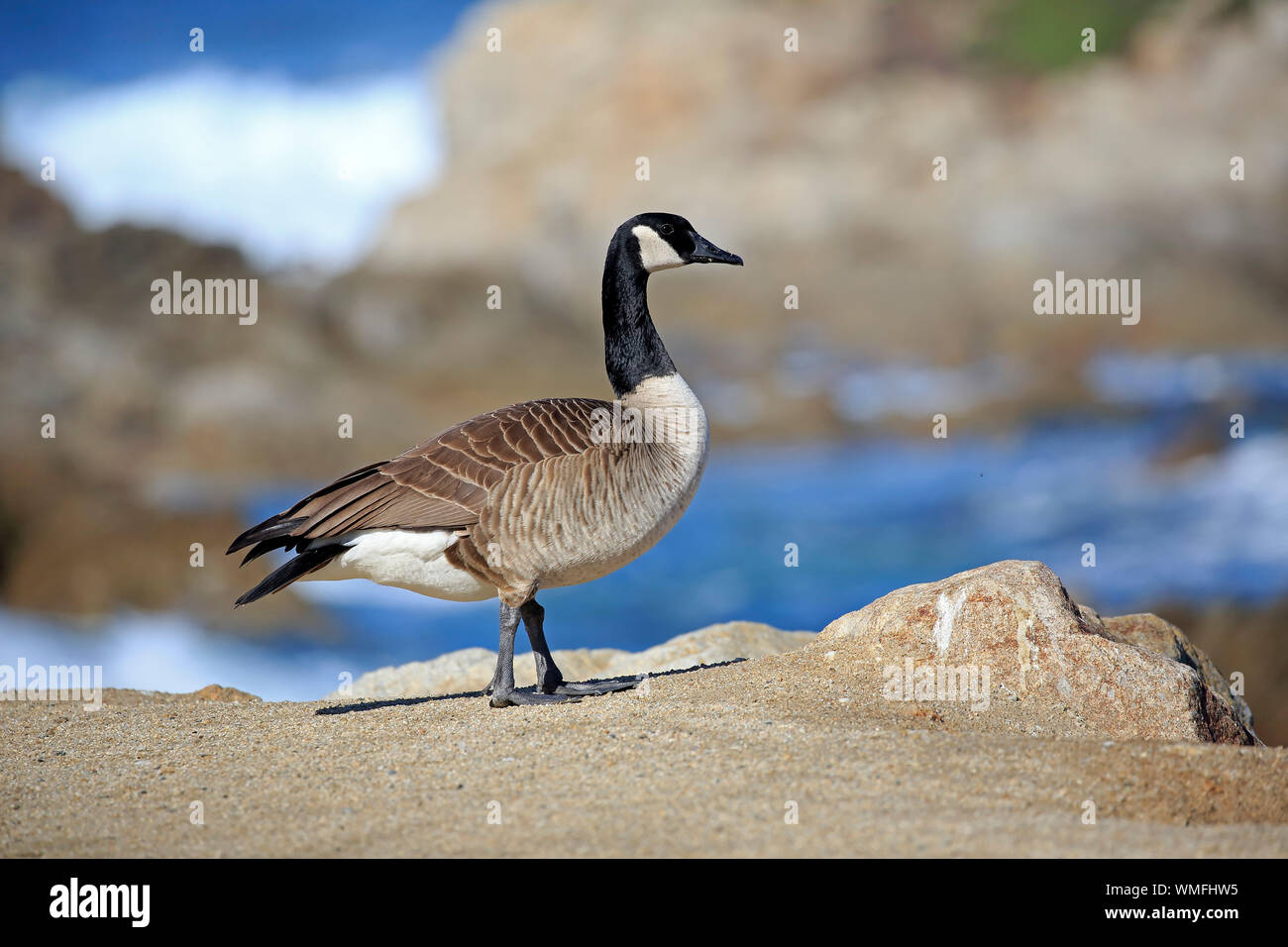 Canada Goose, adulto, Monterey, California, Nord America, Stati Uniti, (Branta canadensis) Foto Stock