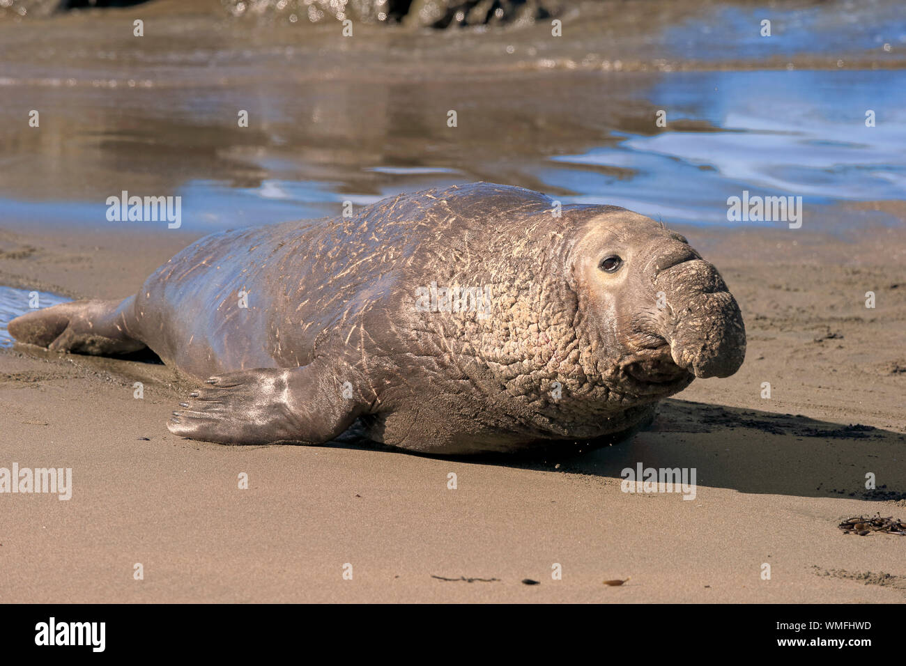 Northern guarnizione di elefante, maschio adulto, PIEDRAS BLANCAS Rookery, San Simeone, San Luis Obispo County, California, USA (Mirounga angustirostris) Foto Stock