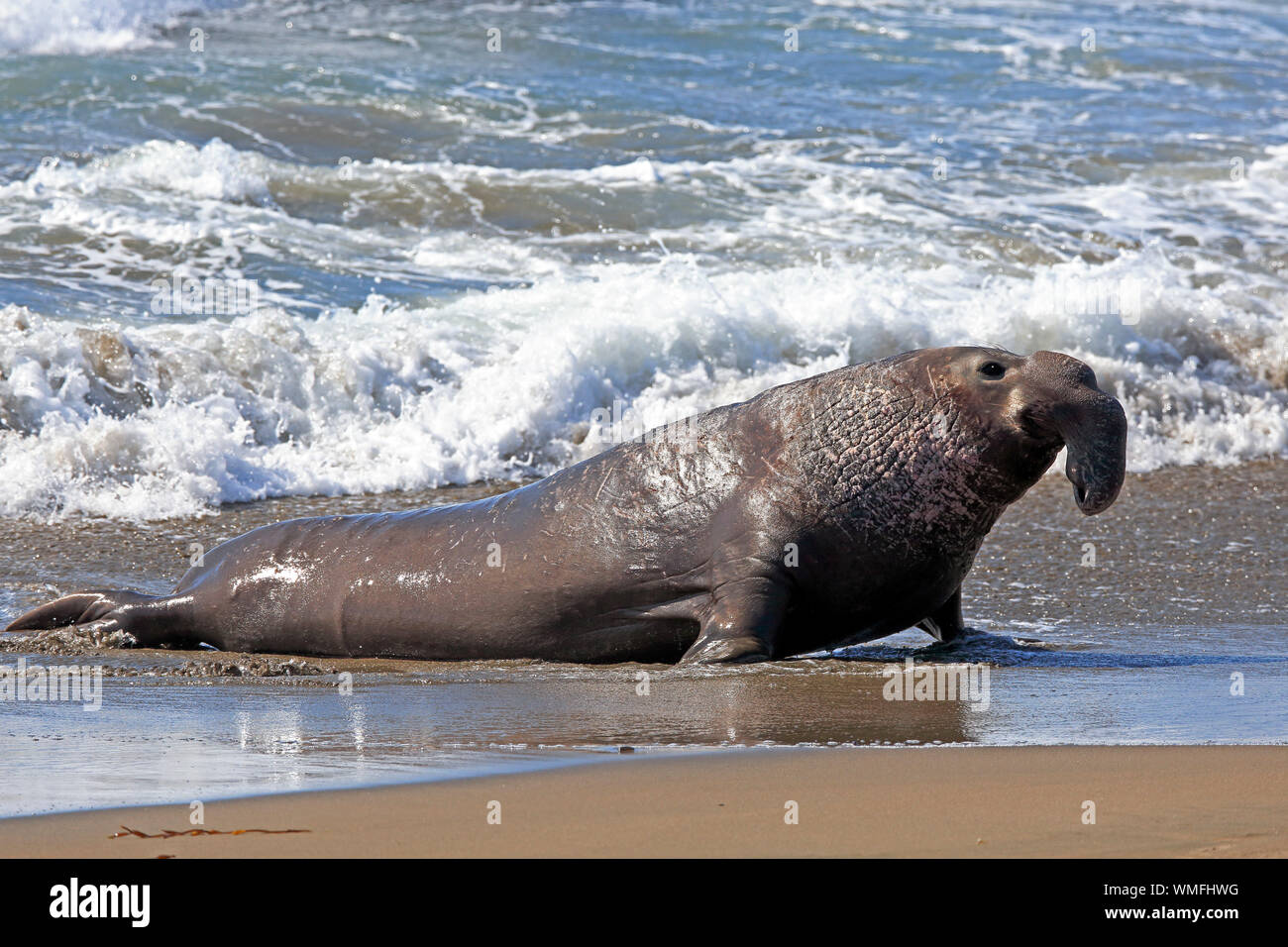 Northern guarnizione di elefante, maschio adulto, PIEDRAS BLANCAS Rookery, San Simeone, San Luis Obispo County, California, USA (Mirounga angustirostris) Foto Stock